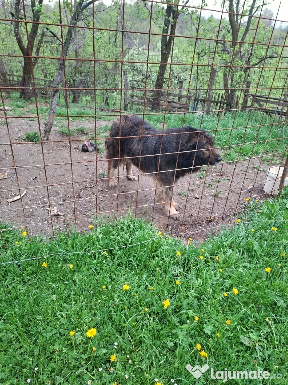 Ciobanesc câine