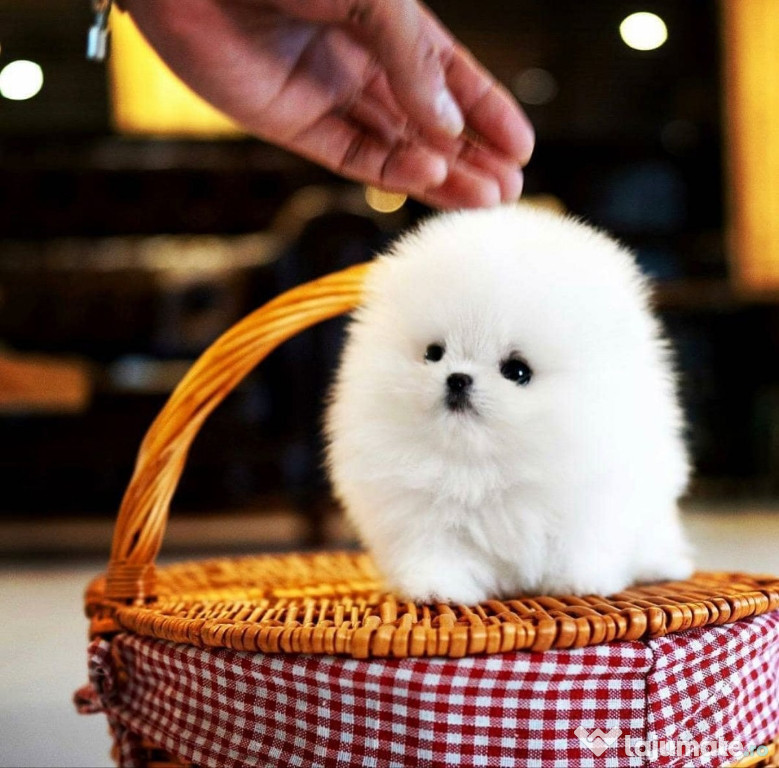 Pomeranian tip ursuleț talie mică