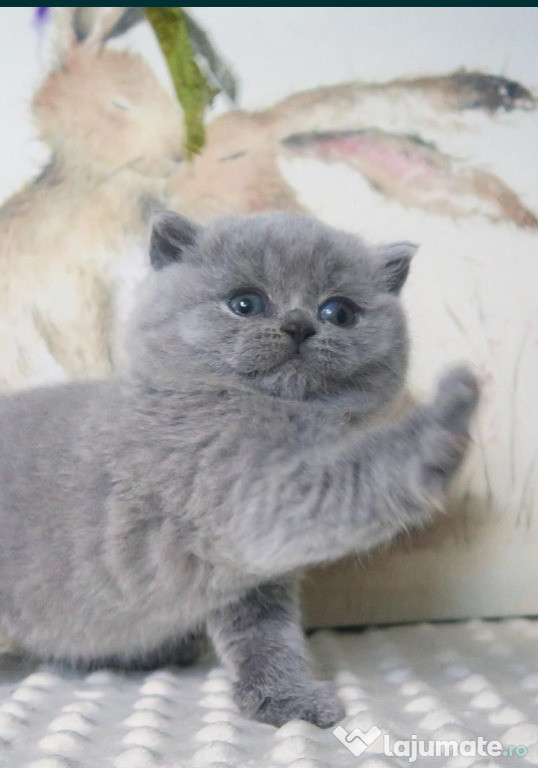 O pisicuță și un motănel caută un suflet iubitor de animale !