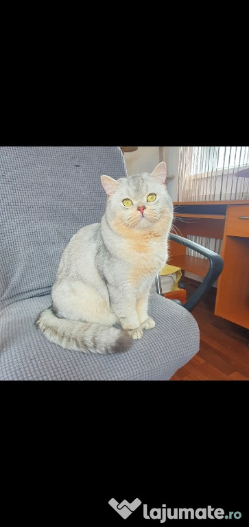 Motanel british adoptie