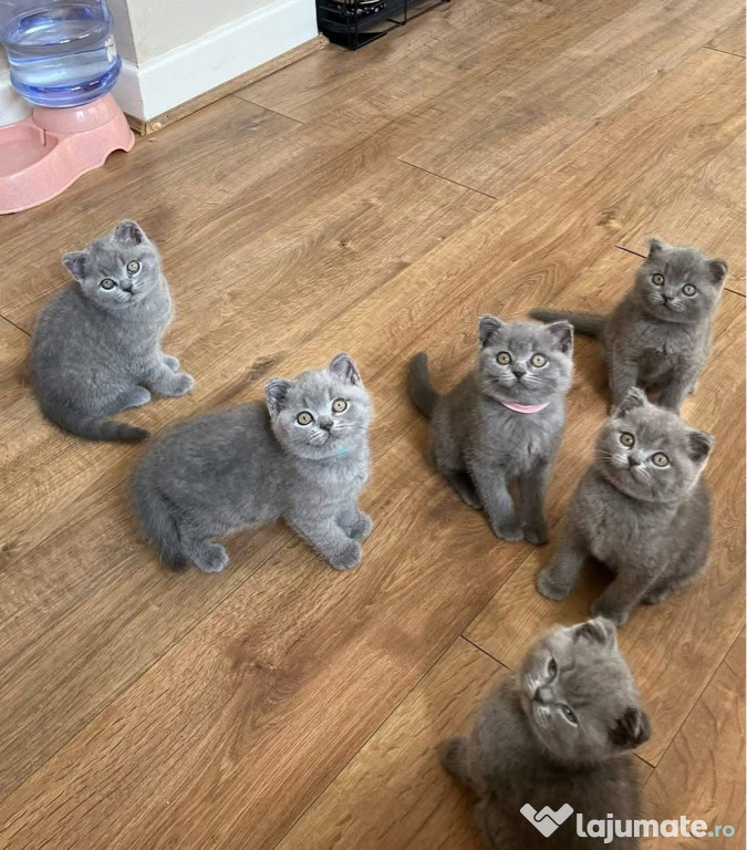 British Shorthair exemplare de o calitate deosebita
