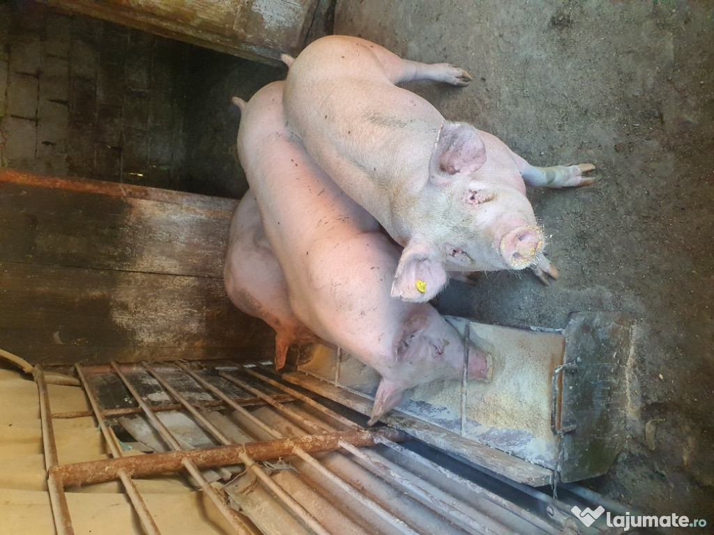Porci de vanzare
