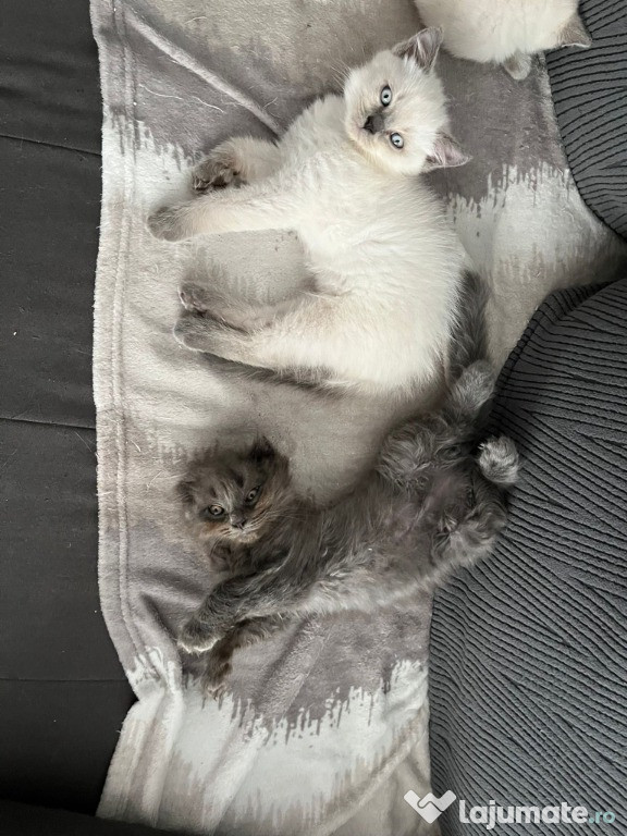 Pisoi scottish fold & straight