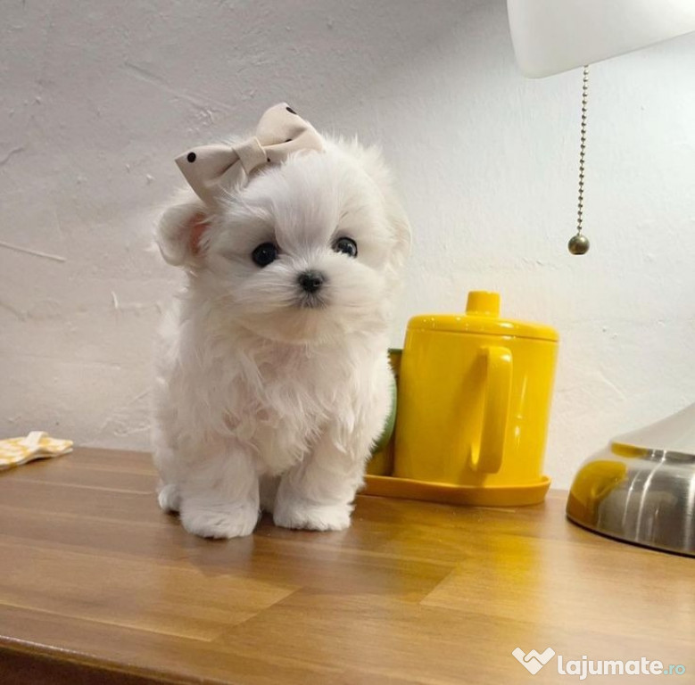 Bichon maltez mini toy