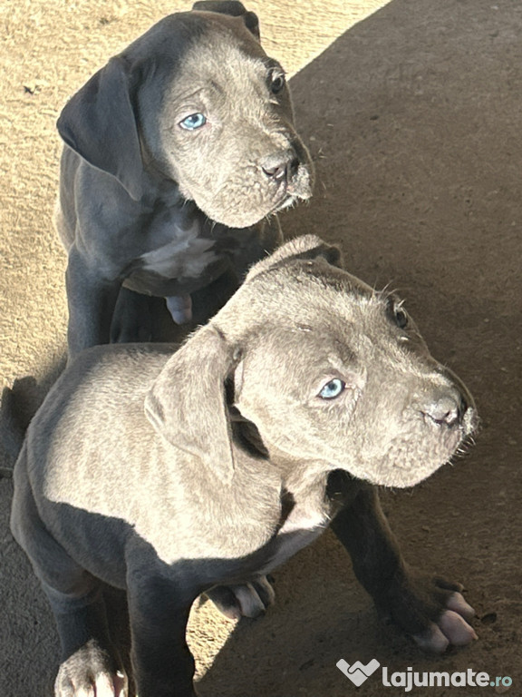 Pui cane corso blue și negru