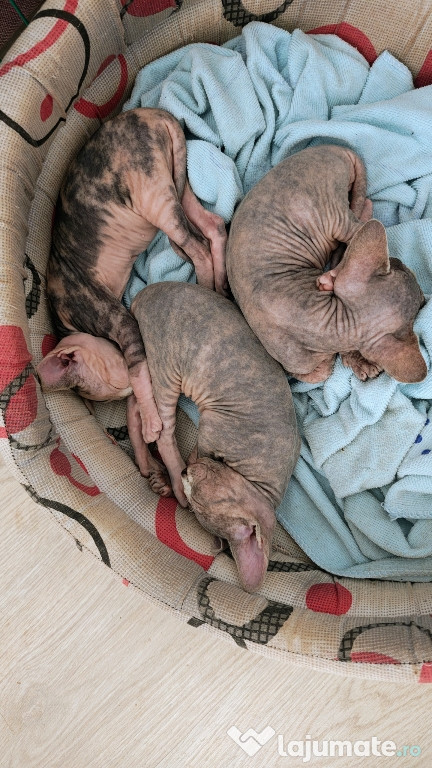 Pui pisica sphinx, sfinx