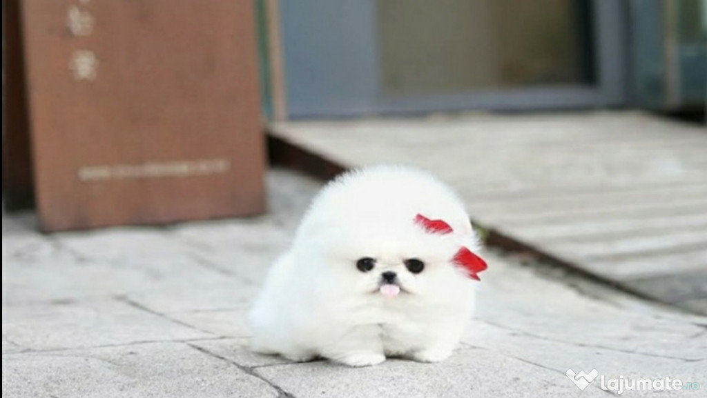 Pomeranian ursulet mini