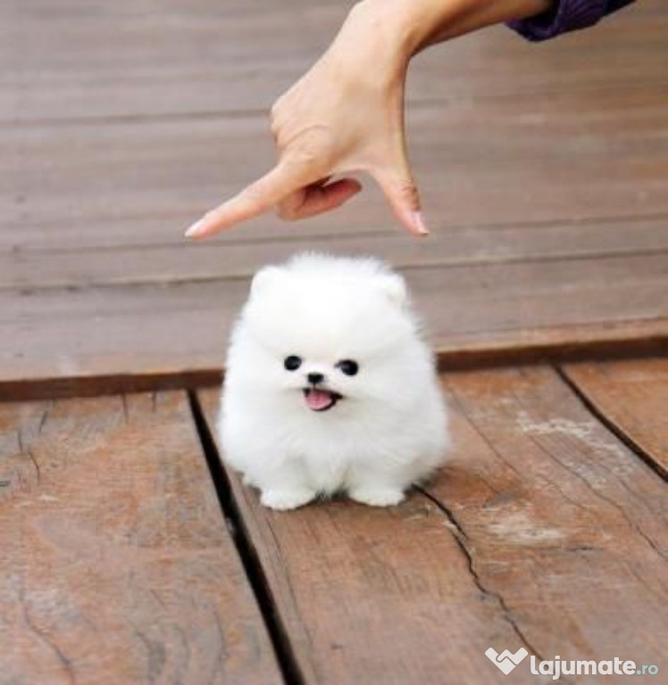 Pomeranian de talie mica mini