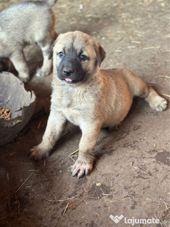 Căței de Kangal!
