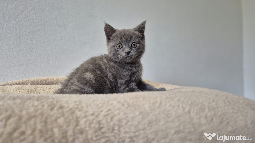 Pisoi British shorthair