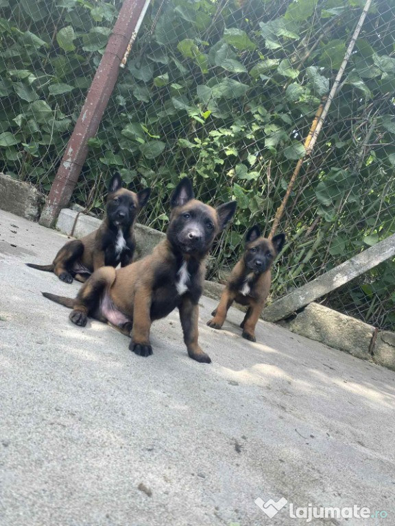 Pui de câine – 7 săptămâni, deparazitați, părinți Malinois