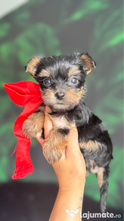 Yorkshire terrier