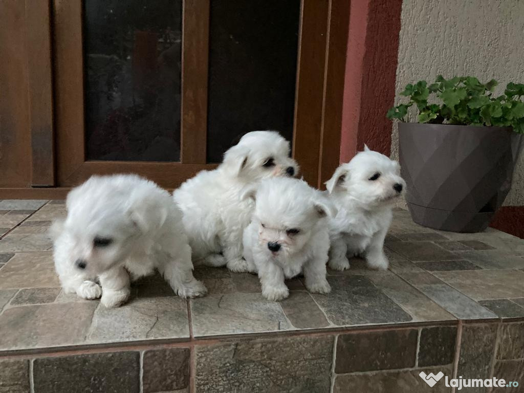 Bichon maltez de vânzare