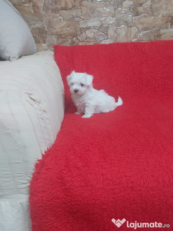 Puiuti bichon maltese