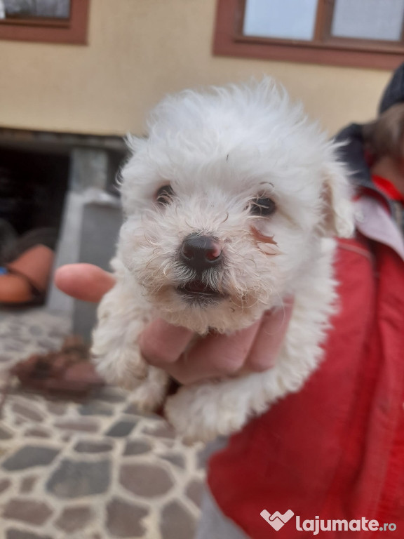 Mini toy bichon de vanzare