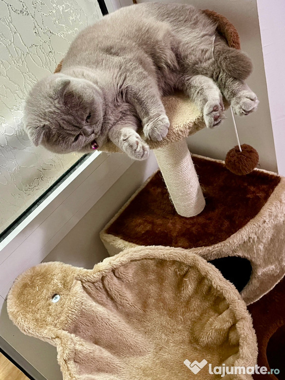 Scottish fold cu toate accesoriile