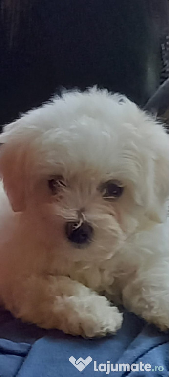 Vând căței Bichon Maltez