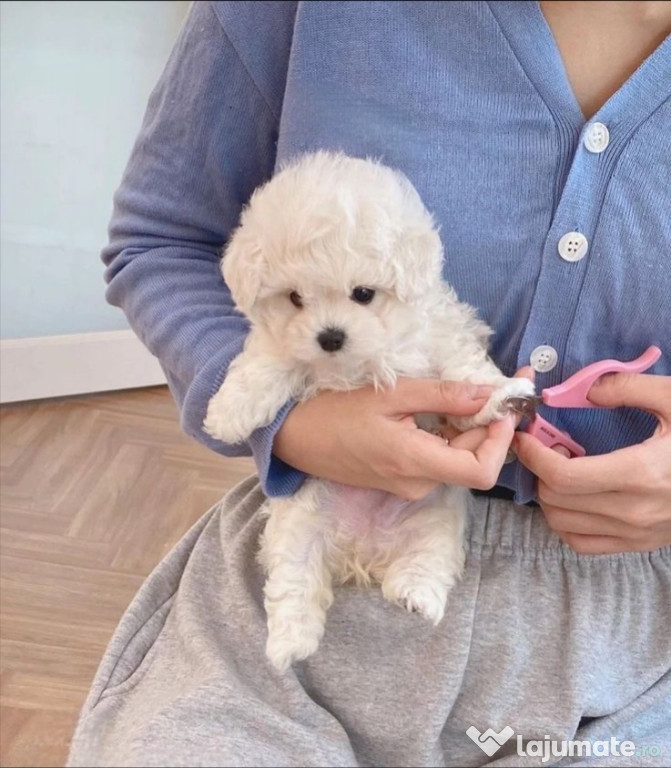 Bichon maltez mini toy