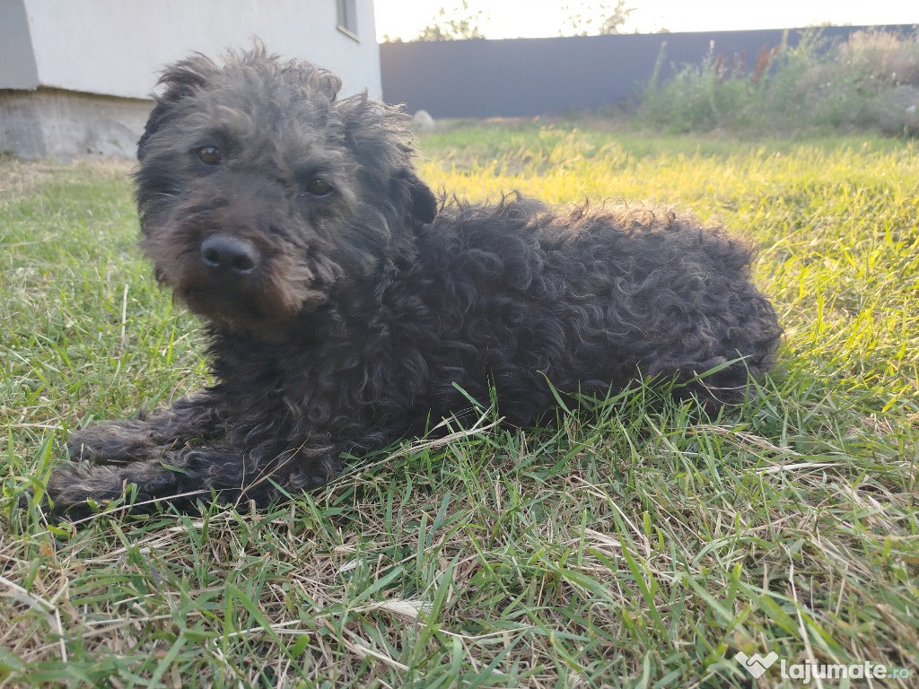 Donez pumi femela