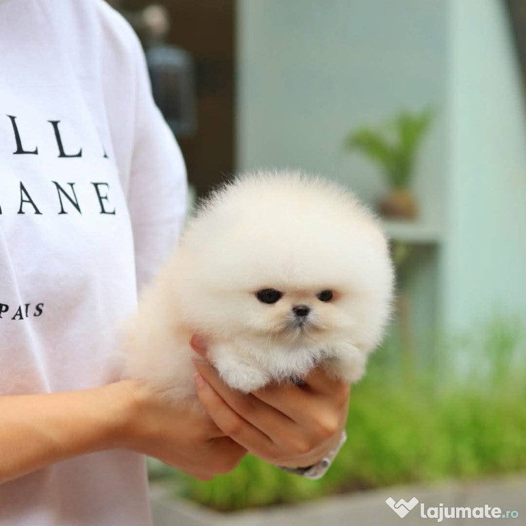 Pomeranian boo mini teacup