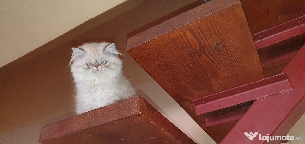 Pisici de rasa himalayan si exotic shorthair