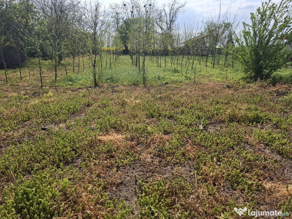 Teren de vânzare în comuna Ileana, județul Călărași