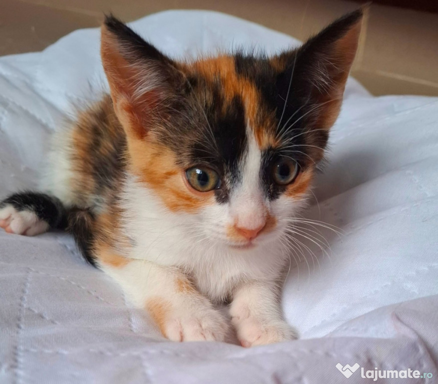 Adoptie pui de pisica calico