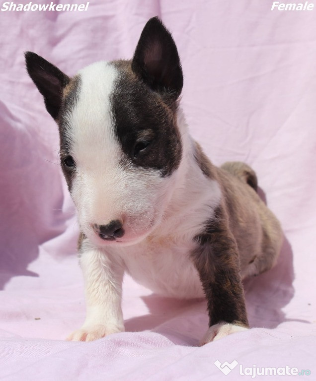 Pui de Mini Bull Terrier
