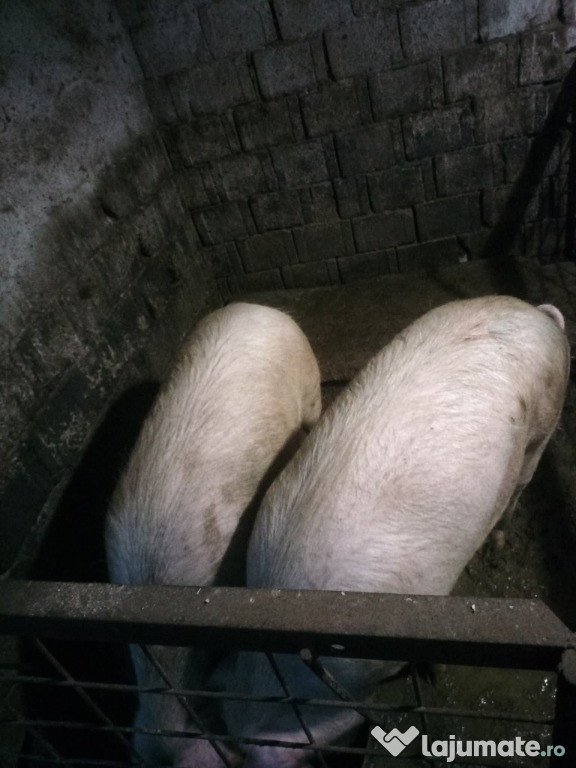 De vânzare, pentru sacrificat