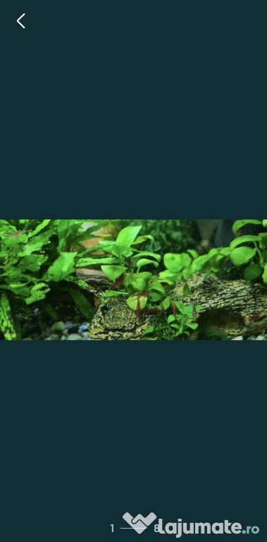 Creveti acvariu neocardine red sacura, diverse ornamente