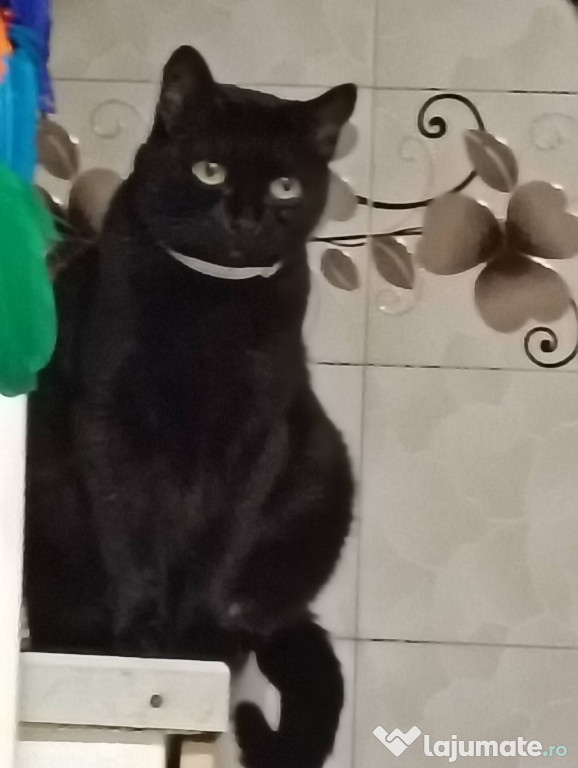 Donez doua pisici adulte sterilizate.