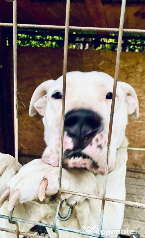 Mascul dog argentinian
