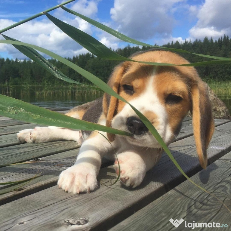 Pui beagle original