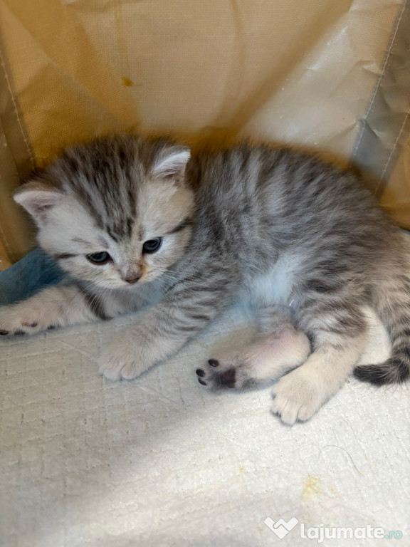 Puiuti British shorthair
