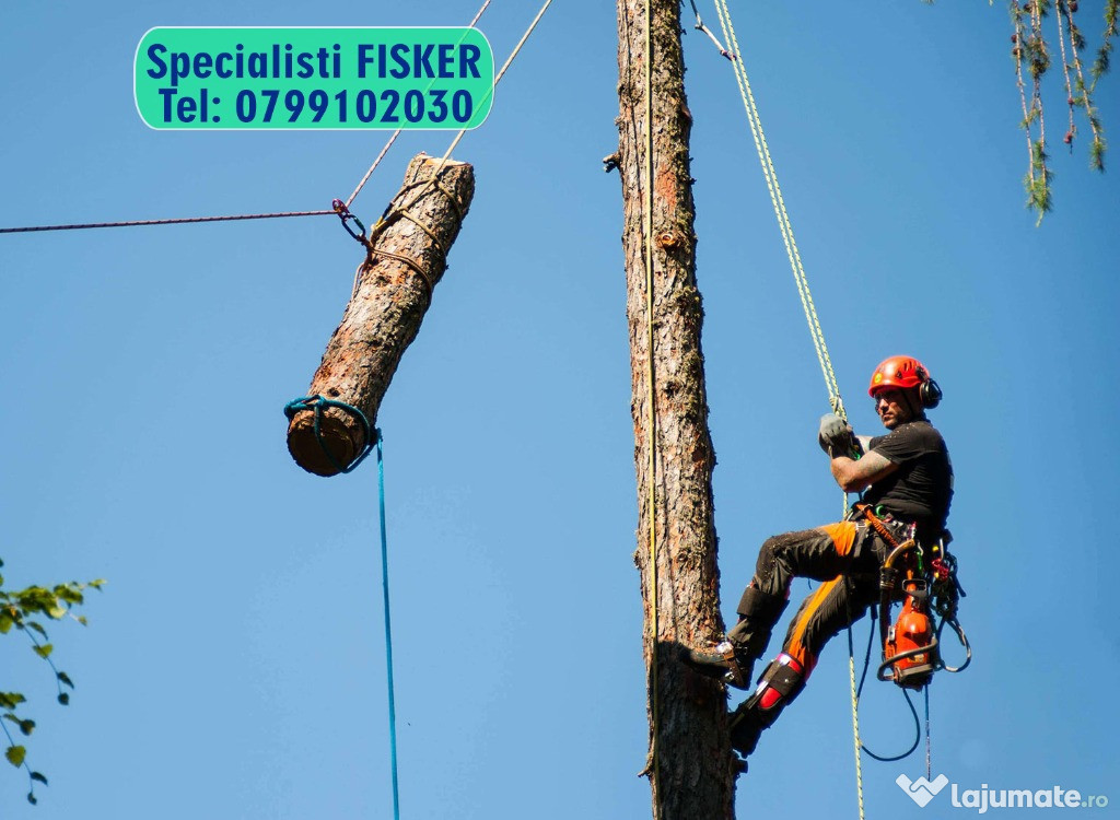 Taiere copaci cu risc de cadere, tei,brad, nuc, uscat, rupt, arboristi