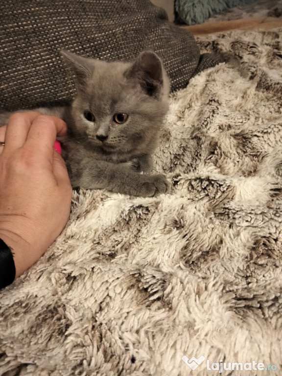 Ursuleți de pluș cu viața! pisicuti frumosi British shorthair