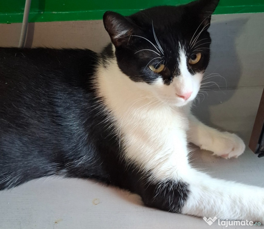 Adoptie motan alb negru castrat Apollo