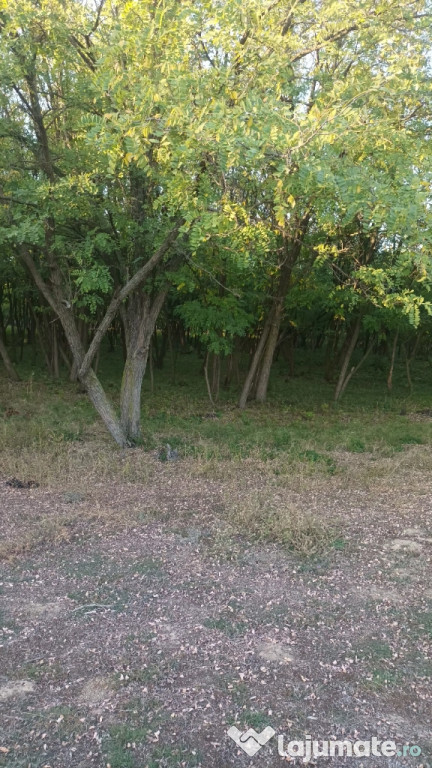 VAND 2 HECTARE PADURE SALCAM