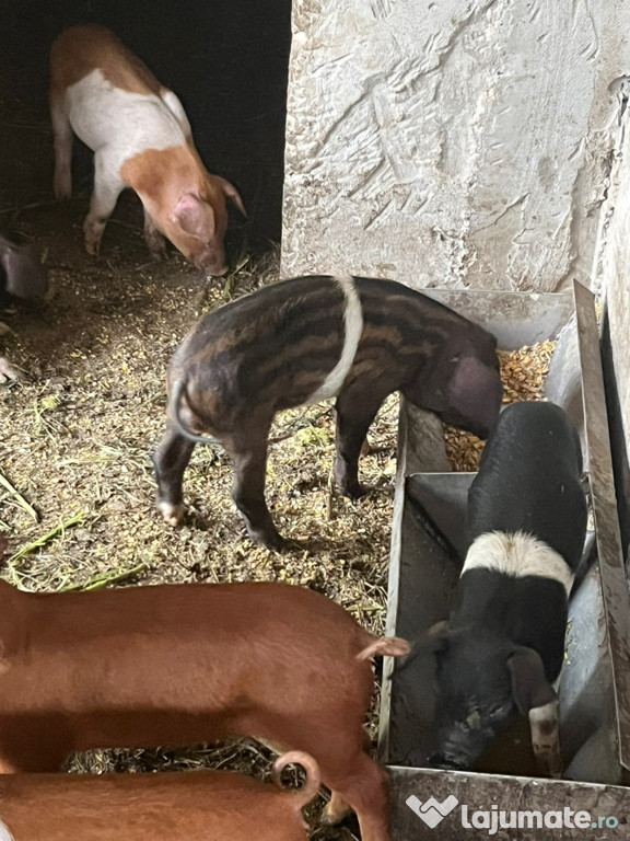 Purcei de vânzare.