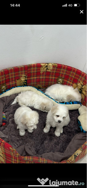 Bichon maltez iubitori și jucăuși