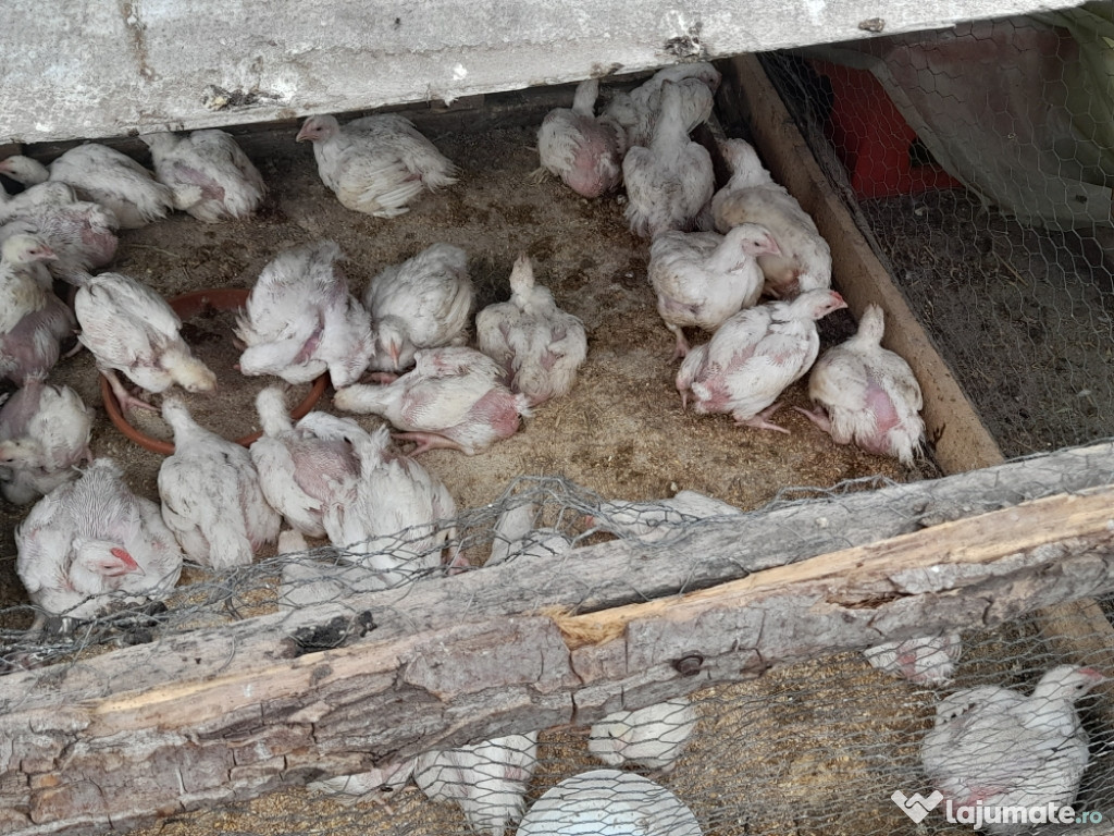 Pui de carne crescuți bio