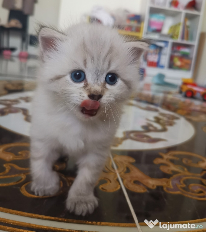 Pui Ragdoll băiețel