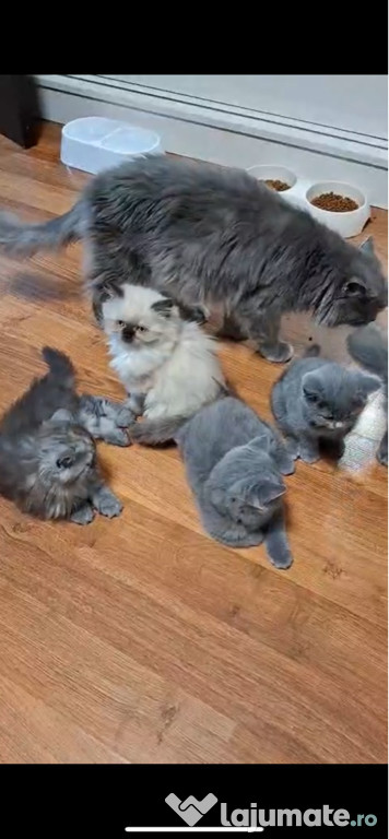 Pisicuțe Birtish ShortHair