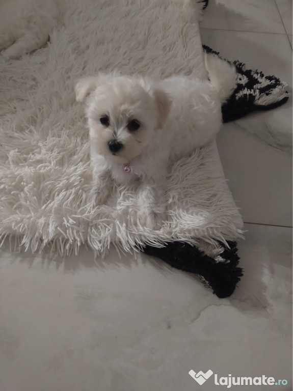 Puiuți de bichon maltez