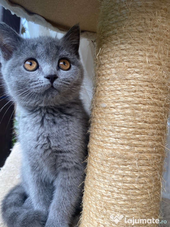 British shorthair blue