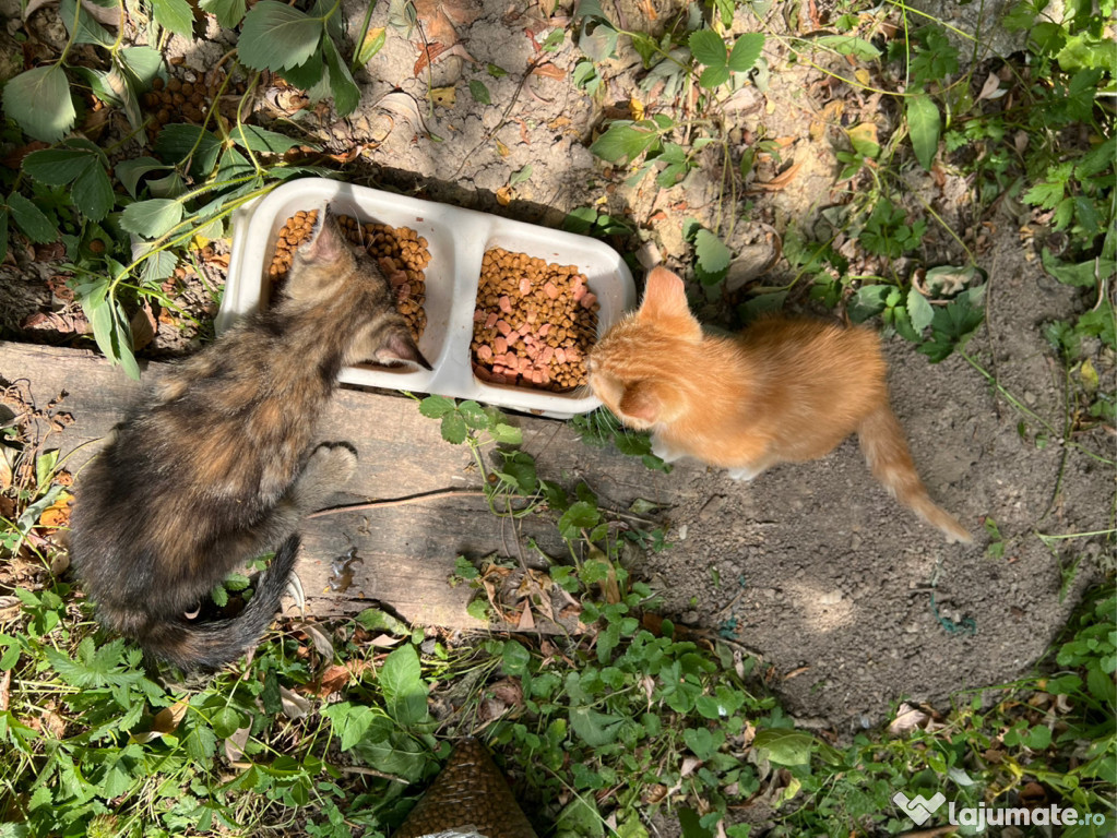 Puișori de pisică