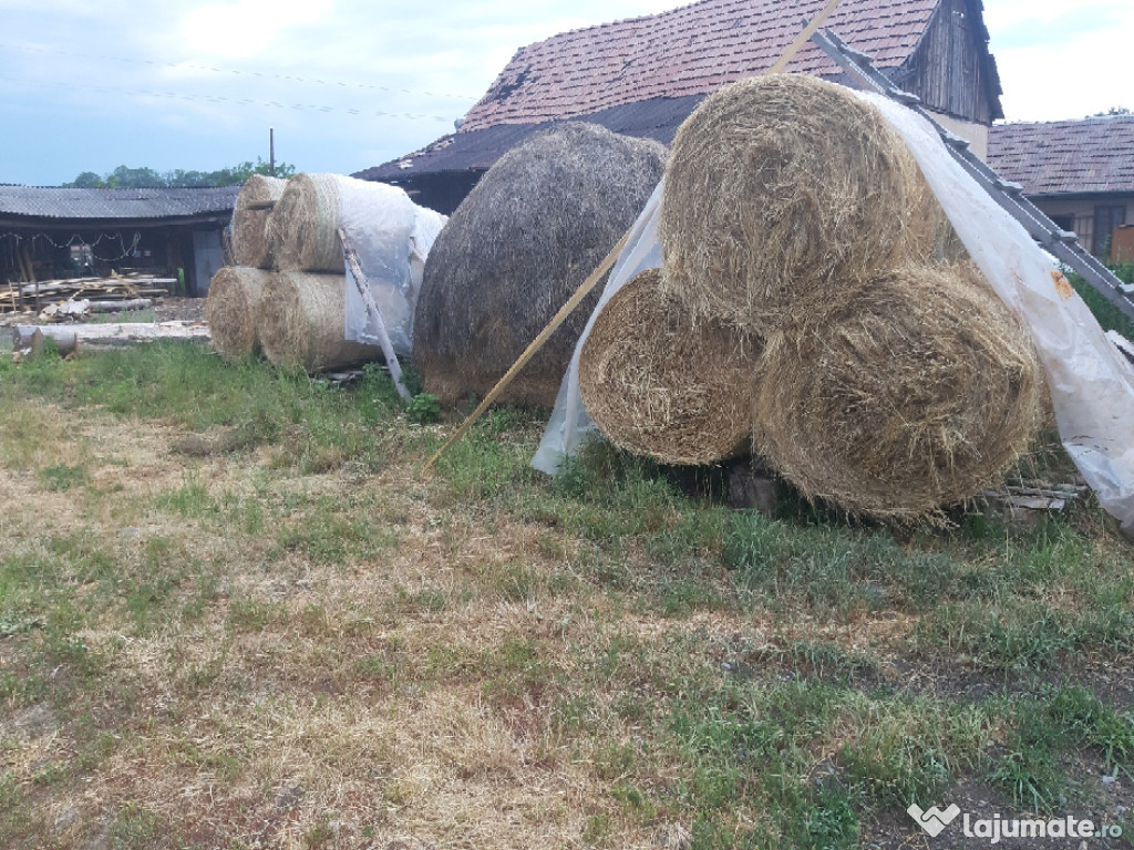 Baloți de lucernă și fân