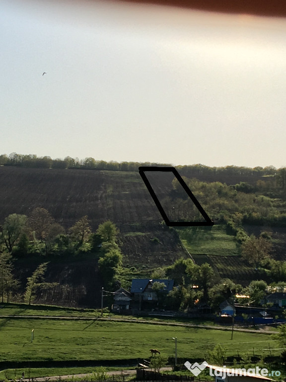Proprietar Aroneanu Rediu Aldei teren 10500mp