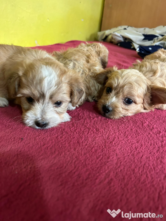 Bichon maltez pui