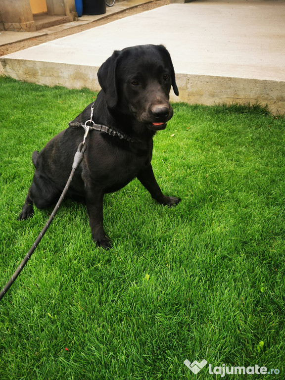 Labrador retriever negru